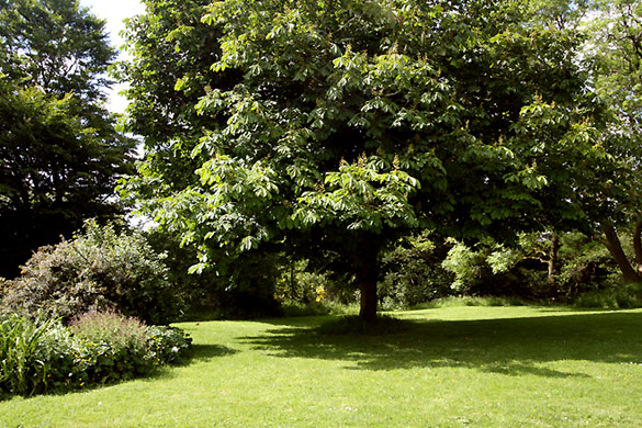 The garden: Croft House in the Lake District