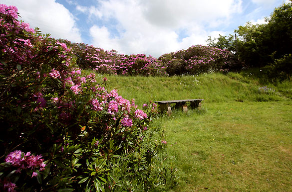 The secret garden in June