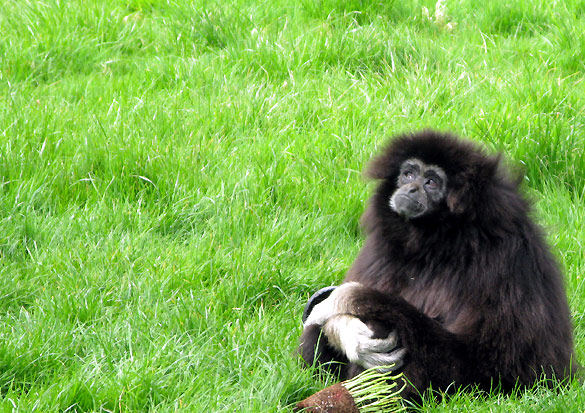 Trotters World of Animals, Bassenthwaite, the Lake District